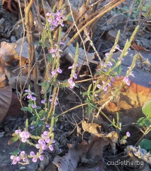 Rungia repens fullplant1.jpg